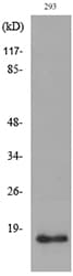 PPIA / Cyclophilin A Antibody