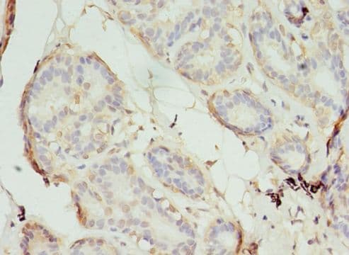 S1PR1 / EDG1 / S1P1 Antibody