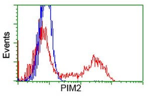 PIM2 / Pim-2 Antibody (clone OTI5B5)