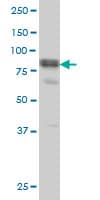 DVL3 / Dishevelled 3 Antibody (clone 4H2)