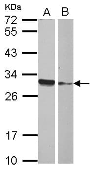 HMGB4 Antibody