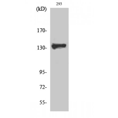 Polyclonal Rabbit anti-Human ZBTB40 Antibody (1090-1170 aa, C-terminal, IHC, WB)