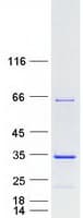 Human FAM9C Protein (Recombinant Myc-DDK (Flag))