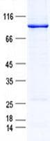 Human FOXJ2 Protein (Recombinant GST, N-terminus + His, C-terminus)