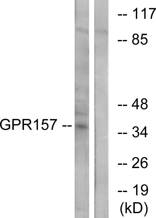 GPR157 Antibody (aa81-130)