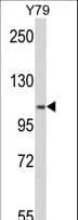 Polyclonal Rabbit anti-Human MTHFD1 Antibody (aa535-562, IHC, IF, WB)