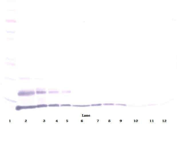 Polyclonal Goat anti-Human CCL15 / MIP5 Antibody (Biotin, WB)