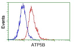 ATP5B / ATP Synthase Beta Antibody (clone OTI9E3, Carrier-free)