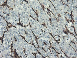 PECAM-1 / CD31 Antibody (clone OTI2B5)