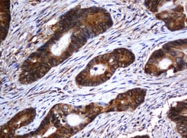 PAI-RBP1 / SERBP1 Antibody (clone OTI2E11)