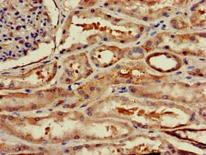 Polyclonal Rabbit anti-Human WSB1 Antibody (IHC, WB)
