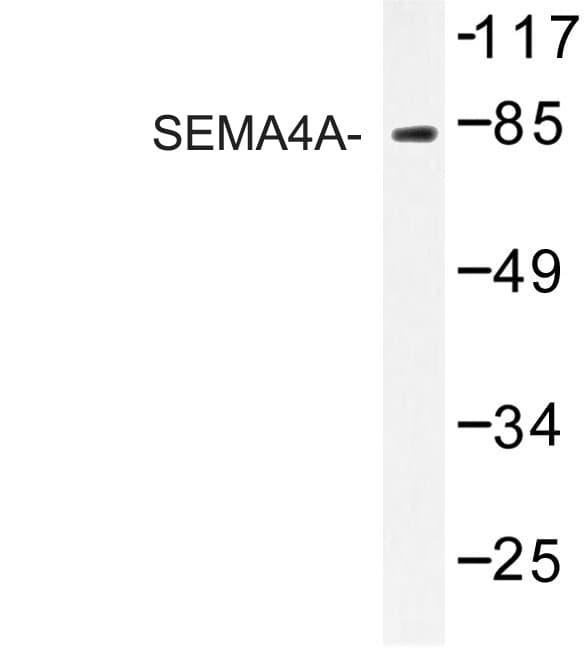 SEMA4A / Semaphorin 4A Antibody (aa500-546)