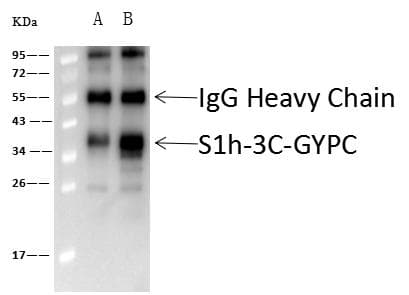 Polyclonal Rabbit anti-Human GYPC / Glycophorin C Antibody (Preservative Free, IHC, WB)