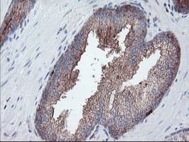 CPA2 Antibody (clone OTI1C7)