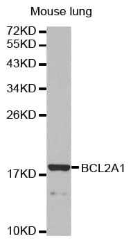 BCL2A1 Antibody
