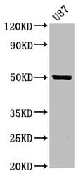 POFUT2 Antibody