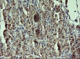 CR6 / GADD45G Antibody (clone OTI1D10)