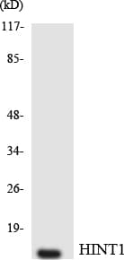 HINT / HINT1 Antibody (aa50-99)