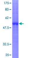 Human CLECSF6 / DCIR Protein (Recombinant GST)