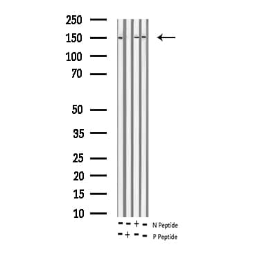 c-Met Antibody (phospho-Tyr1349)