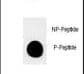 Polyclonal Rabbit anti-Human EMA / MUC1 Antibody (phospho-Thr1224, IF)