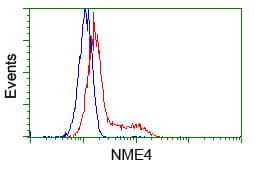 NME4 Antibody (clone OTI1E3)