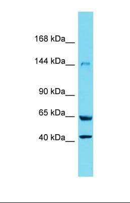 Polyclonal Rabbit anti-Rat XDH / Xanthine Oxidase Antibody (Biotin, aa415-464, WB)