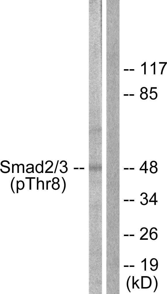 SMAD2+3 Antibody (phospho-Thr8)