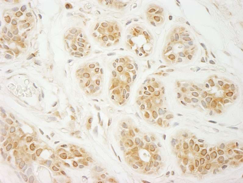 EIF2A / EIF2 Alpha Antibody (aa525-575)