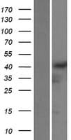 GRASP Protein (Over-Expression Lysate Myc-DDK (Flag))