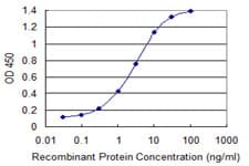 ZBTB6 Antibody (clone 2E12)