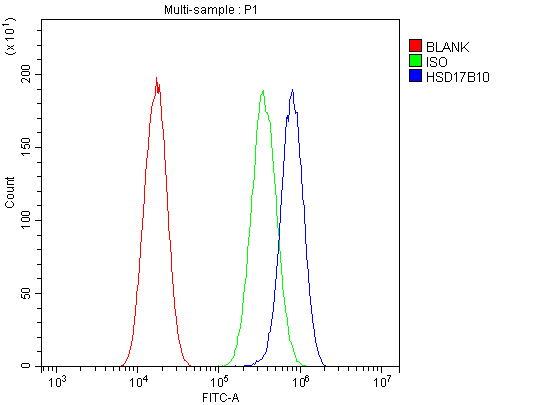 HSD17B10 / HADH2 Antibody (aa48-261)