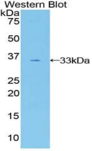 GAB3 Antibody (aa332-583)