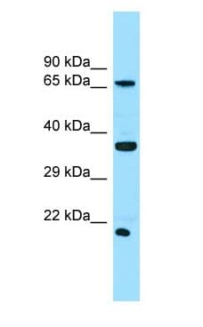 SLC13A1 Antibody (aa170-219)