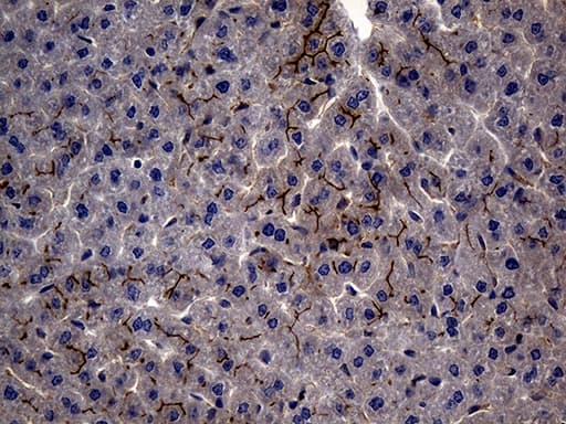 MME / CD10 Antibody (aa411-750, clone UMAB235)