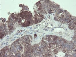 TSC22D1 / TSC22 Antibody (clone OTI3B7)