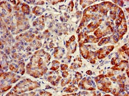 RNF126 Antibody (aa39-225)