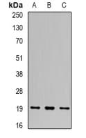 UBCH10 / UBE2C Antibody