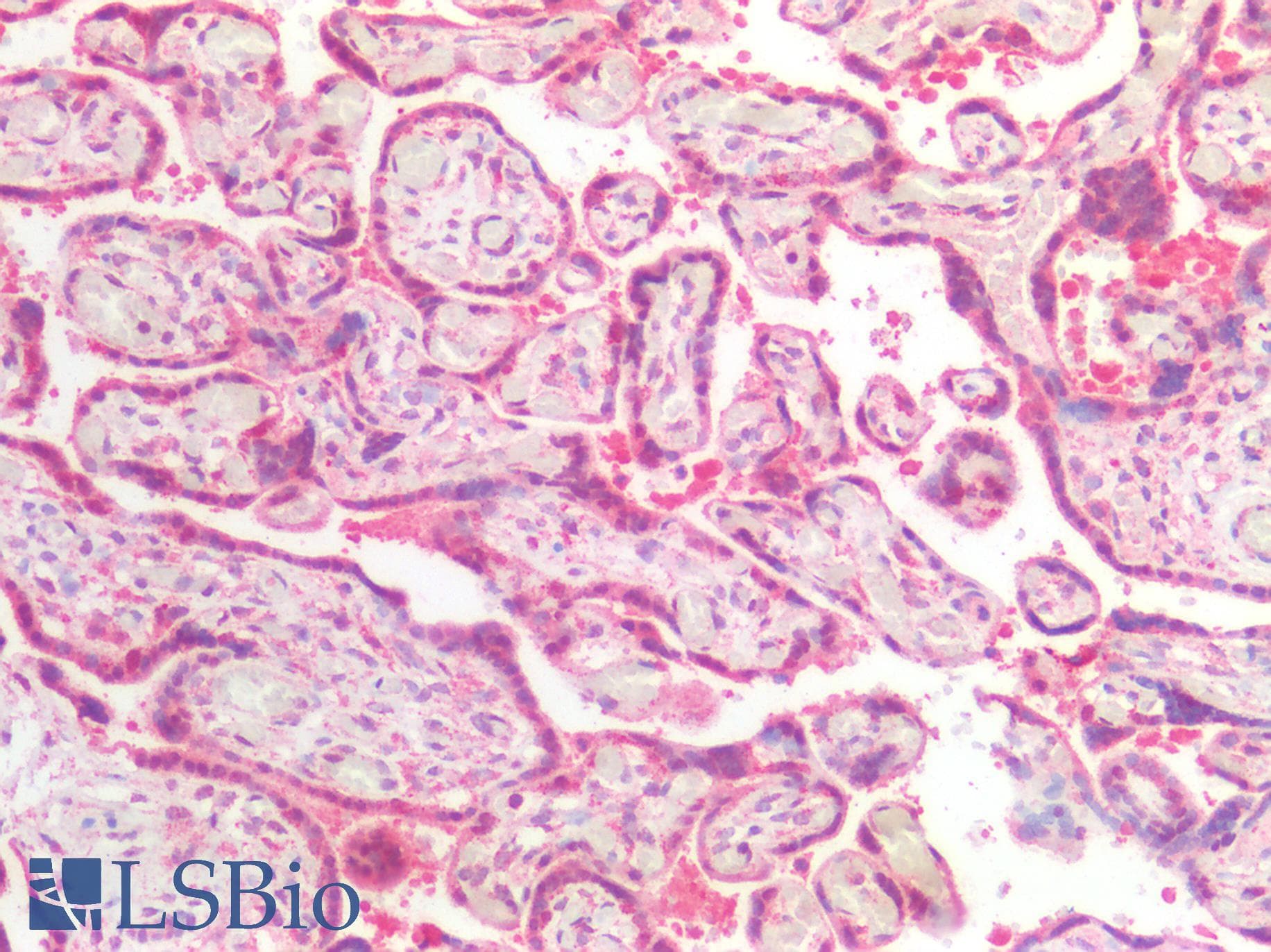 IHC-plus™ BCL2 / Bcl-2 Antibody
