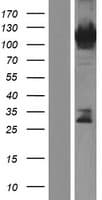 RADIL Protein (Over-Expression Lysate Myc-DDK (Flag))