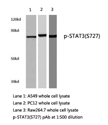 Polyclonal Rabbit anti-Human STAT3 Antibody (phospho-Ser727, WB)
