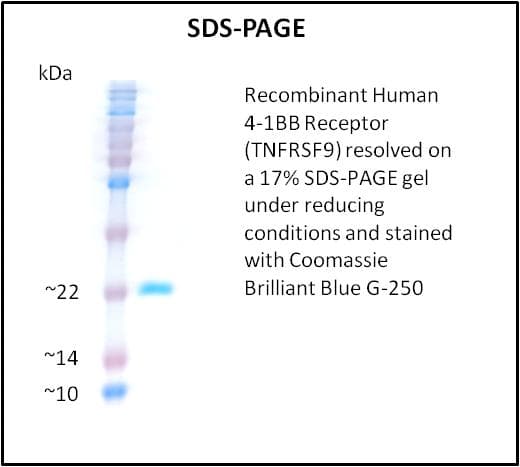 Human TNFRSF9 / 4-1BB / CD137 Protein (Recombinant)