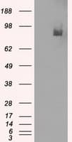 PDE10A Antibody (clone OTI1C9)