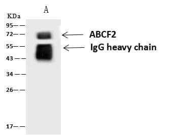Polyclonal Rabbit anti-Human ABCF2 Antibody (Preservative Free, IF, WB)