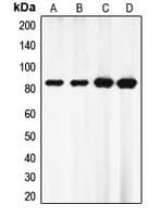 Polyclonal Rabbit anti-Human EZH1 / ENX-2 Antibody (Internal, IHC, IF, WB)