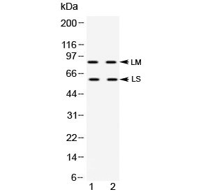 ADAM28 Antibody
