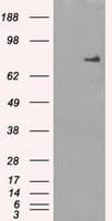CYPOR / POR Antibody (clone OTI2E4)