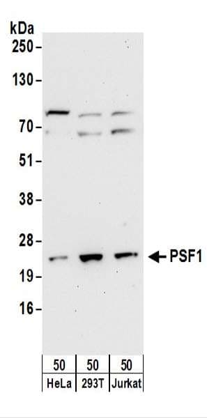 GINS1 / PSF1 Antibody (aa146-196)