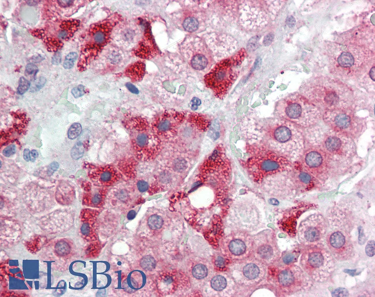APOE / Apolipoprotein E Antibody (clone WUE-4, DY650)