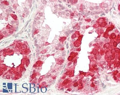 IHC-plus™ Polyclonal Goat anti-Human NELL2 Antibody (aa808-822, IHC)